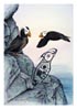 Tufted Puffin